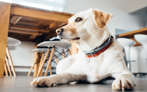 小狗取名字大全(小奶狗可爱又洋气)