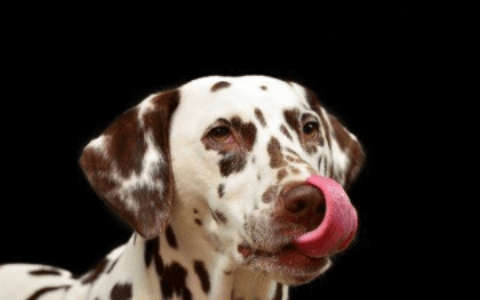 洋气可爱的宠物名起名大全(吉利有寓意)