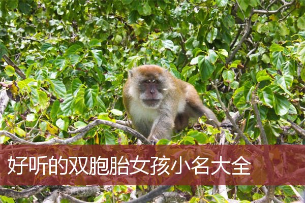 好听的双胞胎女孩小名大全