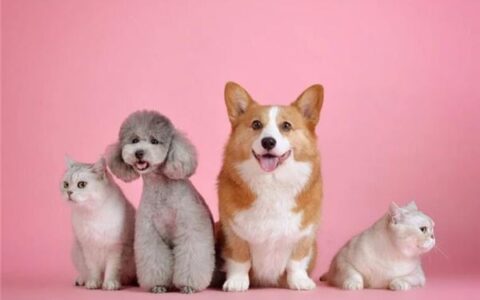 眼前一亮的创意宠物店名字