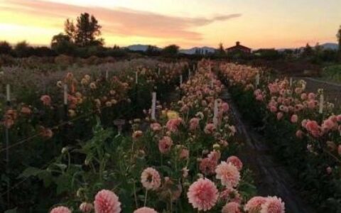 积极向上的网名女生简短英文