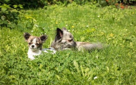 英文的宠物狗名字