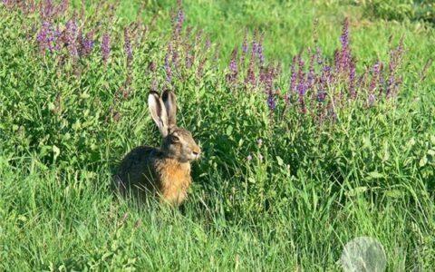 34岁属什么生肖今年多大_最佳配偶