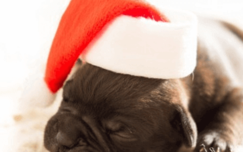 独一无二的狗狗名字有哪些