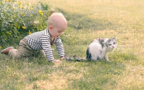 洋气的生肖狗男宝宝乳名大全