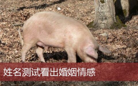 姓名测试看出婚姻情感