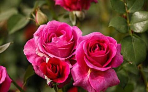 巳蛇怎么读-十二地支巳蛇详解