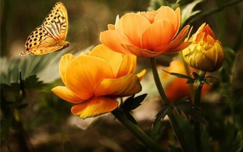 好听的qq英文名