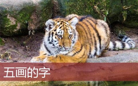 五画的字
