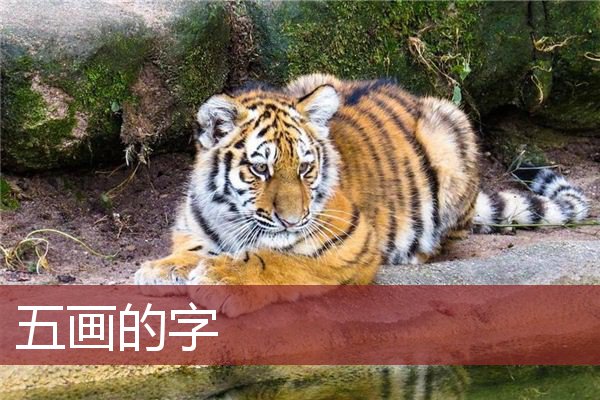 五画的字