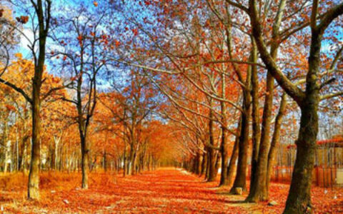 什幺样的姓名对父母有利