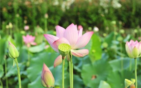 新颖好听的英文名字