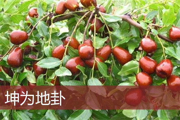 坤为地卦