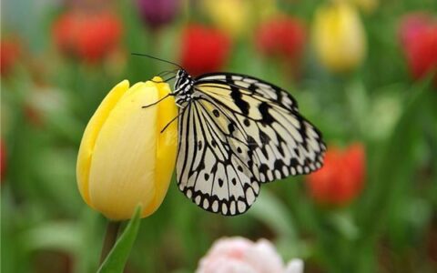 史上最全取英文名字方法推介