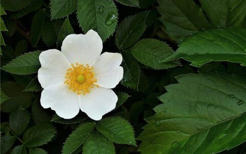 最新的英语qq网名