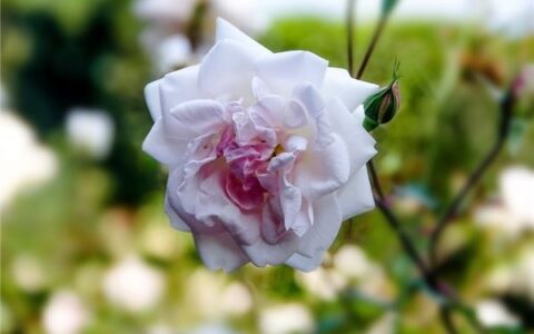 如何起一个优雅的英文名？