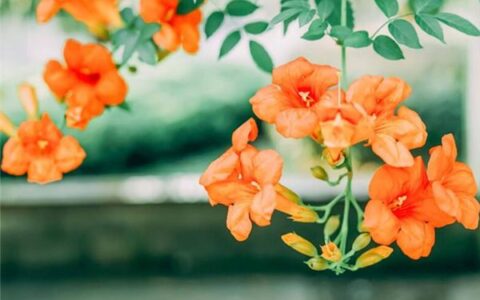 L开头的英文名字