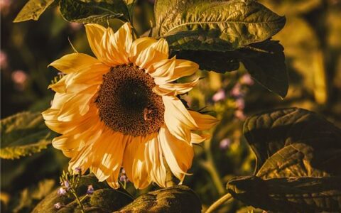 伤感英语网名大全