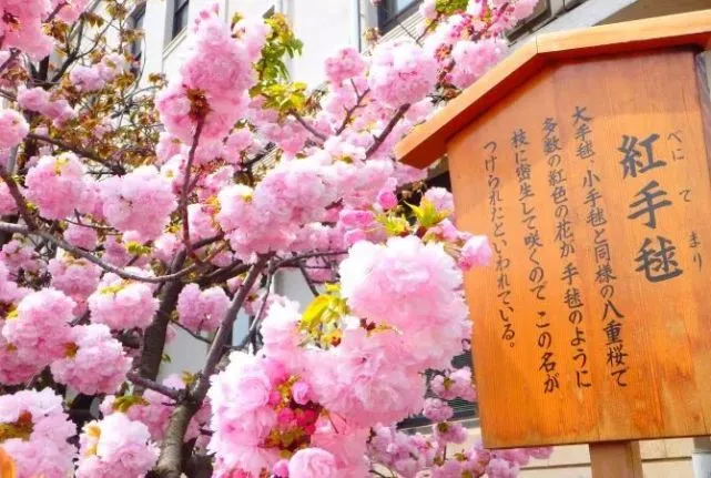 日文女生名字